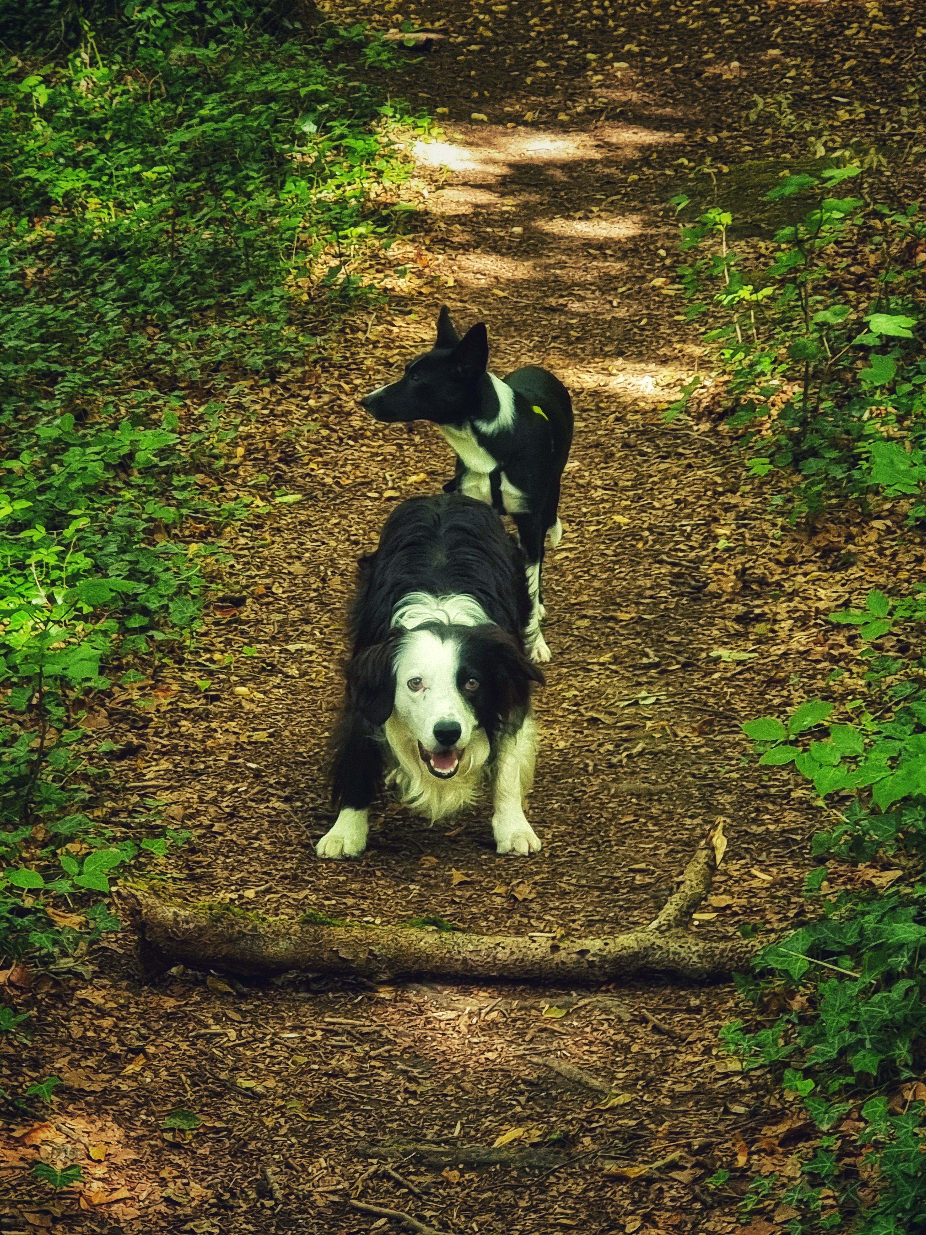 Dog on a walk at Lyminge Forest