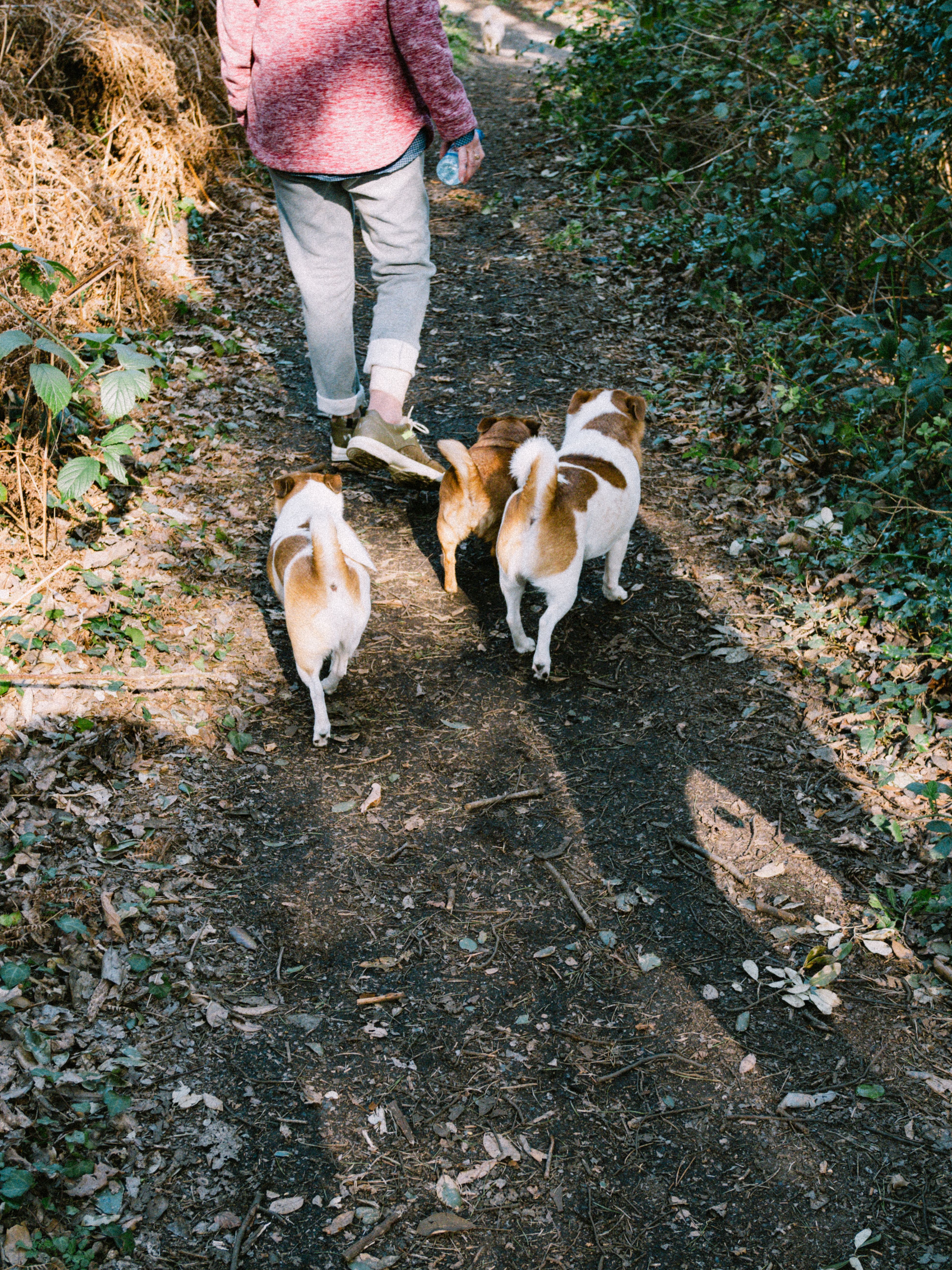Dog on a walk at Folkestone Downs
