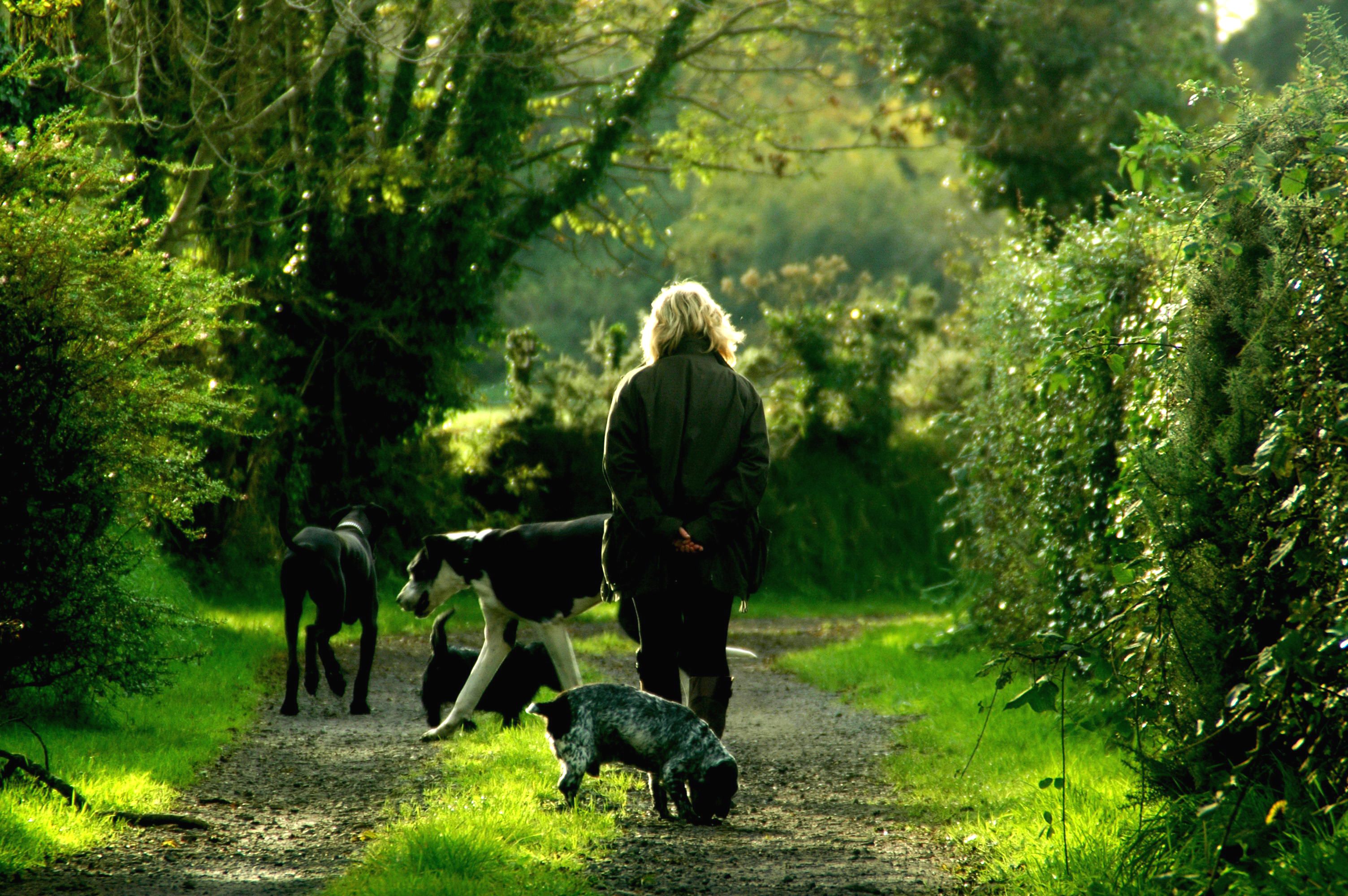 Dog on a walk at The Leas