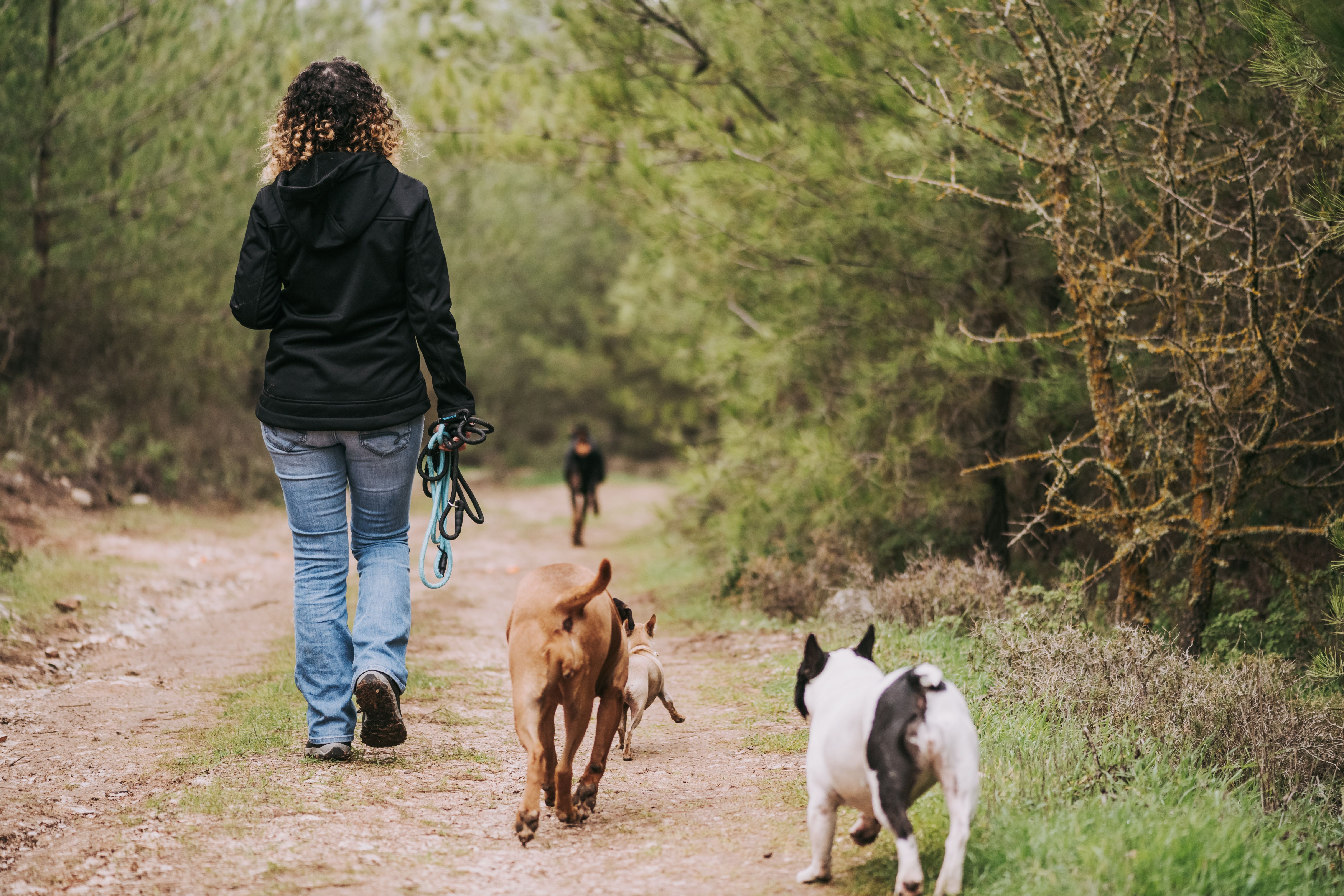 Dog on a walk at East Cliff and Warren Country Park