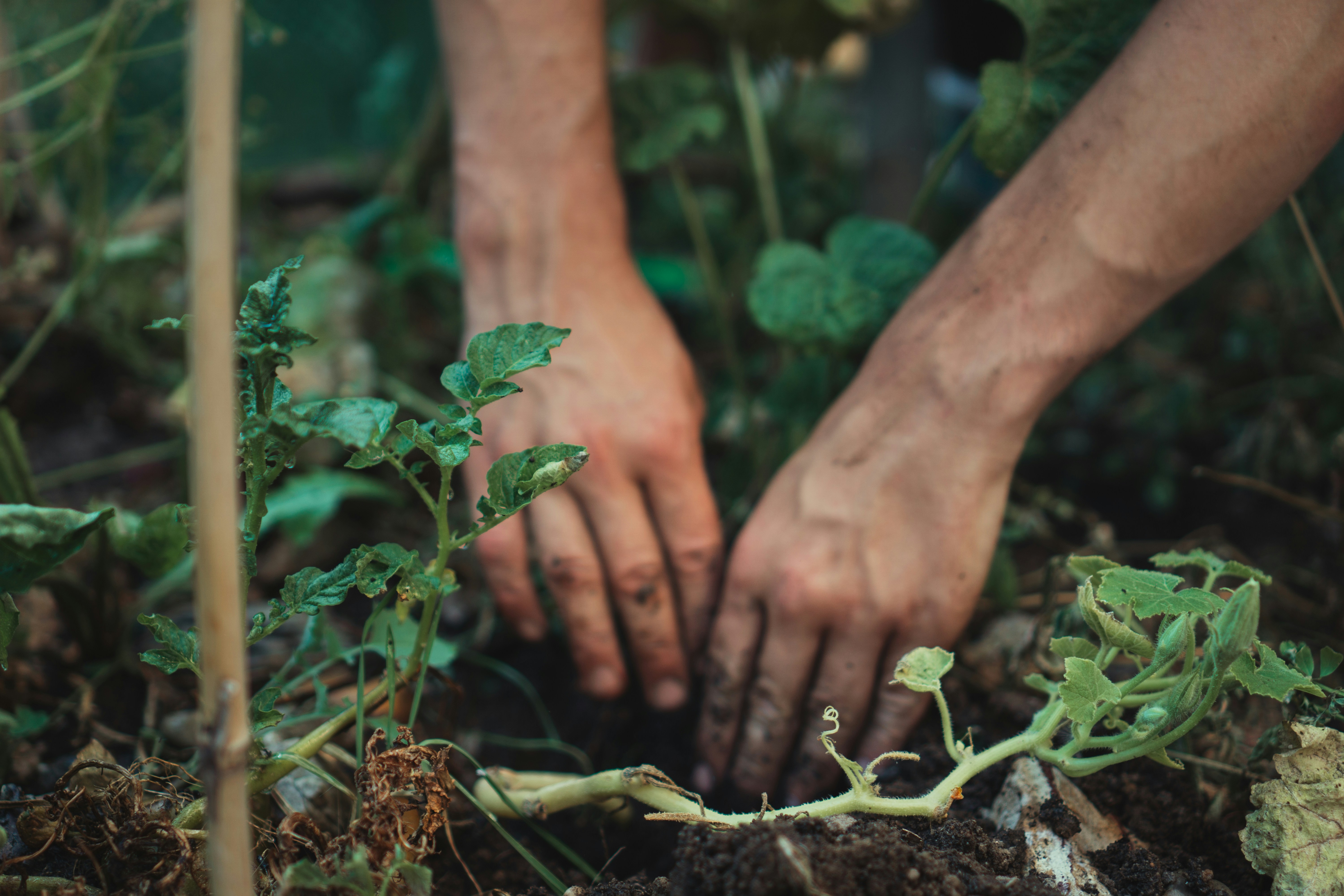 Border maintenance and weeding in Kent