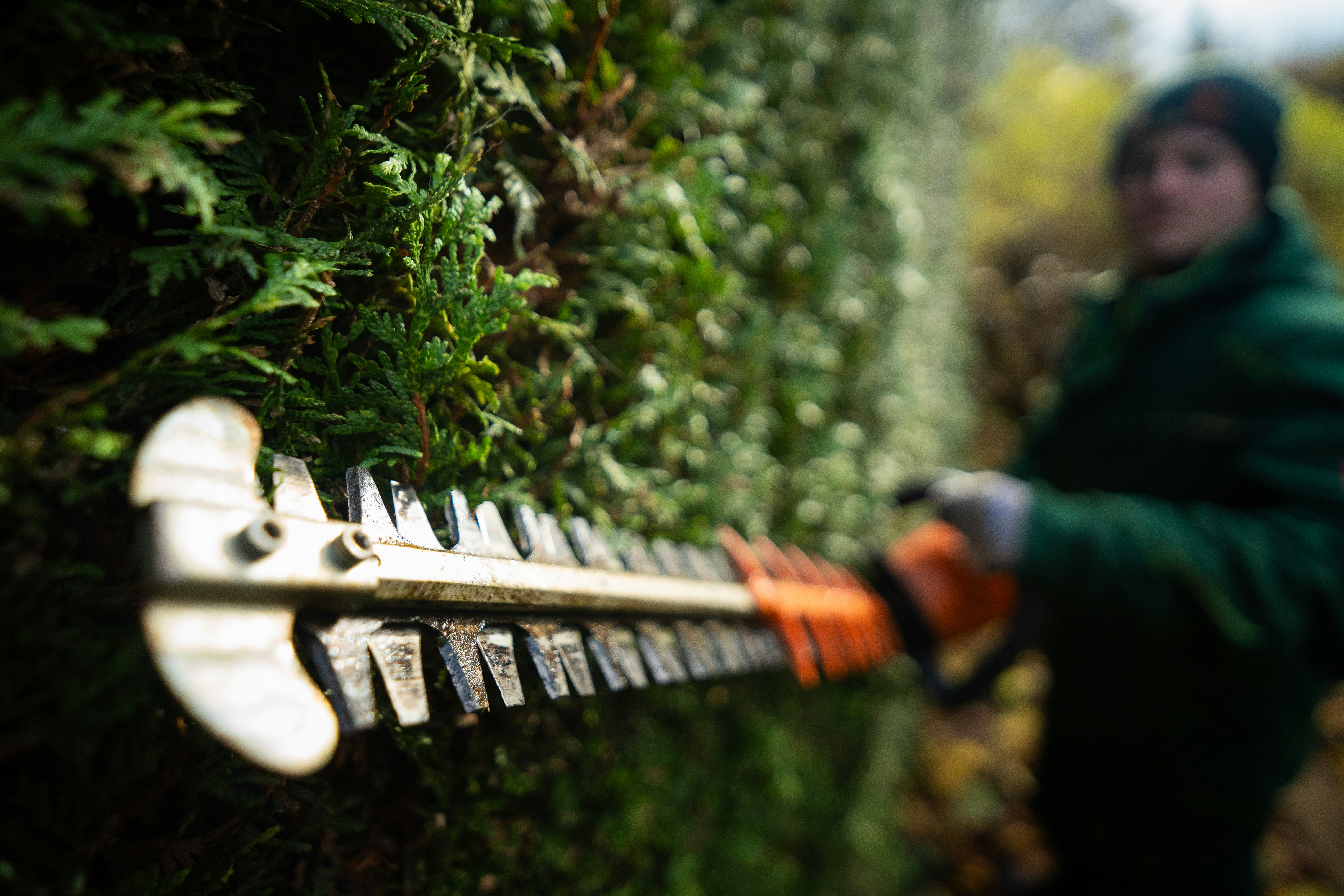 Hedge trimming service in Kent