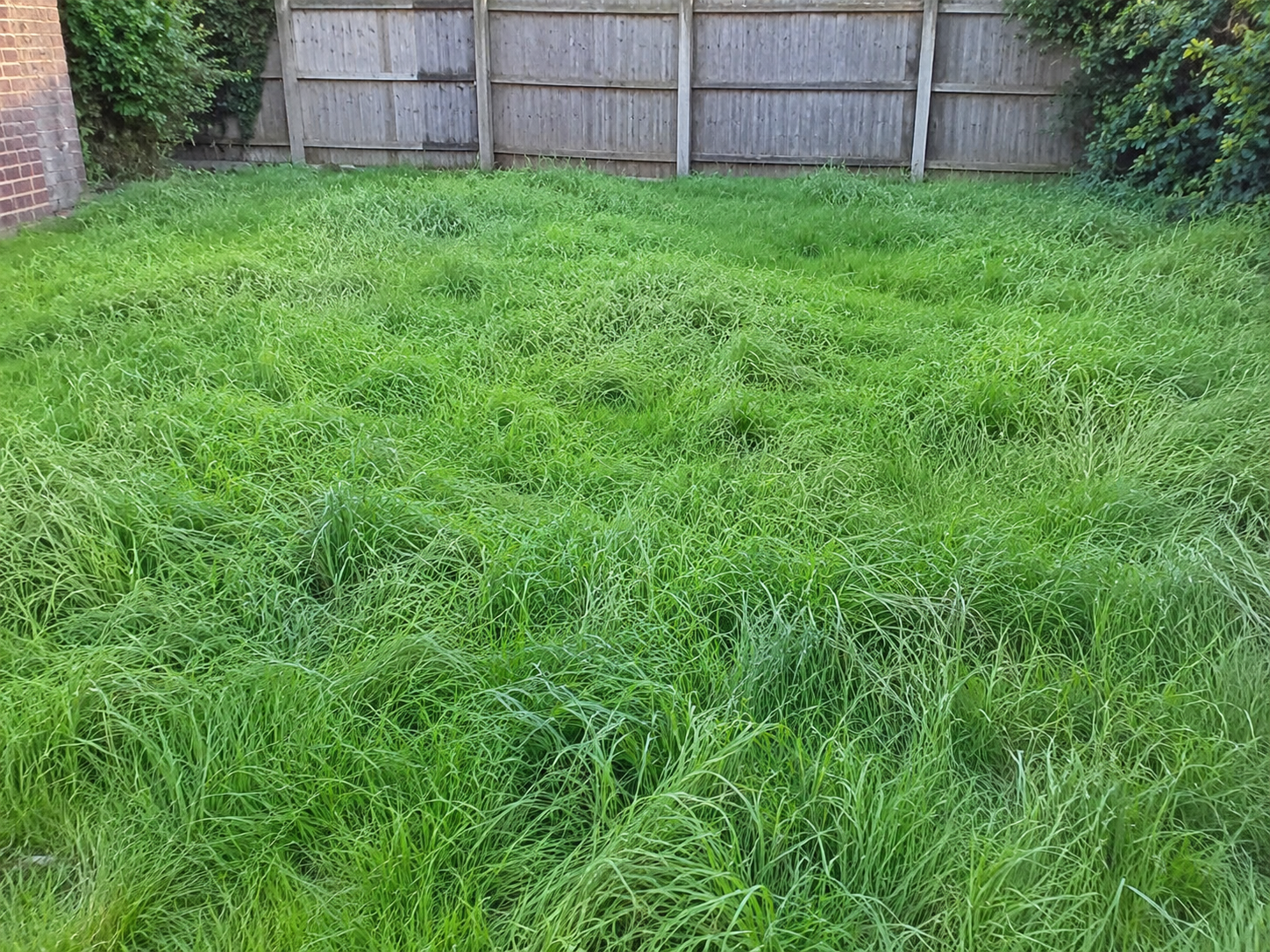 Overgrown lawn before garden maintenance